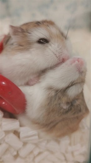 Hamster🐹andMomohiro🐕️Pug😁&きこちゃん🐿 on Instagram: "I hope you will watch my video until the end😍 Today's story is about the love between our four senior hamster sisters: Spring, Summer, Autumn, and Winter. 🐹🐹🐹🐹🥰💝 Our four sisters were always filled with love. 🥹💗 Sent from our family's precious memory album 🐹🥰 Thank you so much for your kind messages💕💕They always encourage me🥹💓 I've been particularly busy lately, so I'm sorry I haven't been able to reply to comments... I hope to m