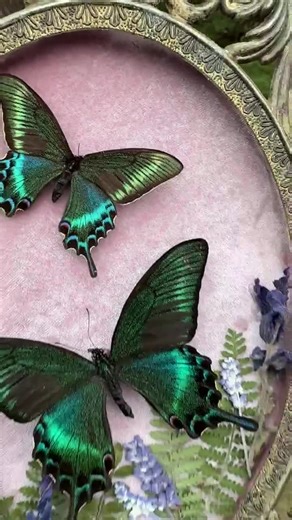 Alpine Black Swallowtail Butterfly Duo on Blush Velvet | Framed Real Butterfly Art With Florals - Etsy