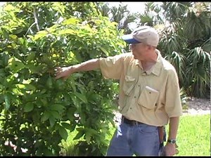 A03 Simmonds avocado practices in mid-summer