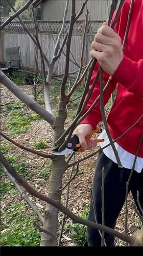 How To Root Fig Cuttings #propagation #figcuttings #fig #figplant #plants #garden #gardening #figs