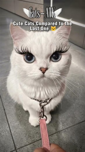 cute cats.#funnycat#catshorts#cats#shorts#viral#trends#viral #catshorts #crazyvideo