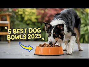 5 Best Dog Bowls 2025: The ONLY Types You Should Consider