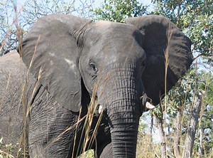 The unique elephant brain | Earth | EarthSky