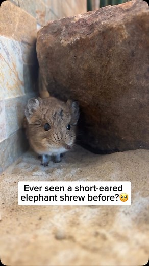 19K views · 772 reactions | The short-eared elephant shrew, or sengi,...