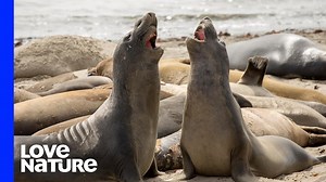 68K views · 1.1K reactions | Sometimes, animals fight over a love interest, while other times, they fight for survival. From a seal-on-seal battle to a ghost crab taking on a wave of turtle hatchlings, here are a couple of the shoreline's fiercest animal battles. | Love Nature | Facebook