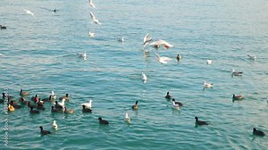 Gulls in the water, fighting for food.