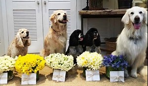 Oprah Winfrey's dogs give her gifts on special occasions!! | Live with Kelly and Mark