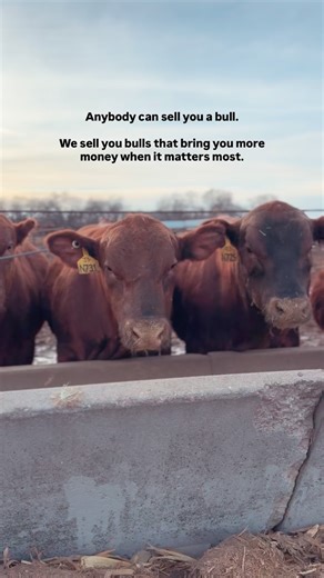 We breed cattle that are built for ranchers, proven in the feed yard, and valued on the rail. Did you know that Bieber sires represent 4 of the top 10 Red Angus sires for 2025 progeny registrations? Our genetics are in high demand because they work, time and time again. If you want a bull and a brand that will bring you more money on that next calf crop, you won’t want to miss the Bieber Fever Performance Bull Sale on Thursday, March 5. These bulls have outstanding performance and carcass data, 