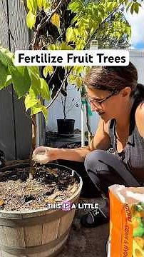 Fertilizing Fruit Trees in Spring