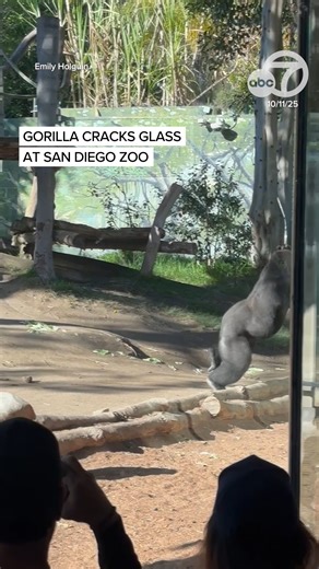 533K views · 8.4K reactions | You forget how strong gorillas are until you see one do this. A 10-year-old western lowland gorilla named Denny suddenly charged at the glass at the San Diego Zoo, damaging one layer of the three-layered tempered panel separating him from visitors. He was not hurt, zoo officials said. | ABC7 News | Facebook