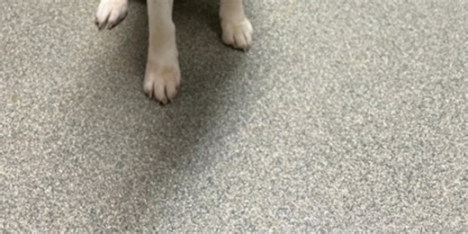 Good Day Good Dog: Lincoln