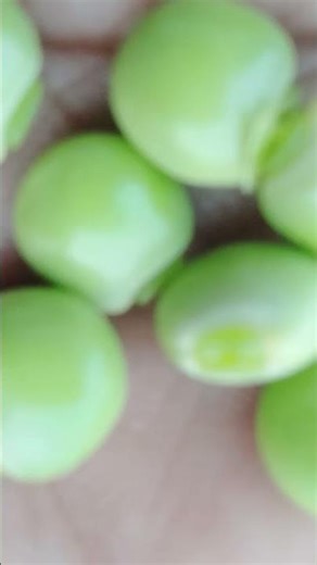 ఇవి yento telusa మీకు తెలిస్తే కామెంట్ plz 👍👍chuddam yemtha mandiki teluso