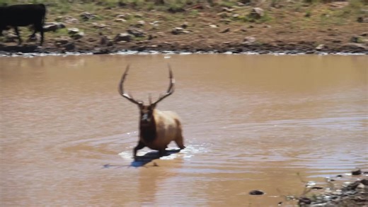 Bull in his element #rmef #elk | Rocky Mountain Elk Foundation