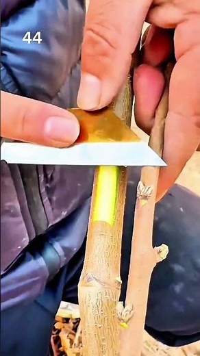 Cutting and trimming a small tree branch with a sharp blade to prepare it for grafting or pruning