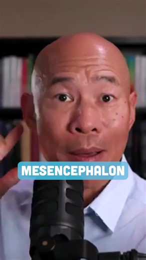 An exaggerated startle reflex isn't just nerves. It's often a sign of an overactive mesencephalon, triggered by inflammation, a dominant stress response, or poor vagus nerve function. Calming it requires addressing the root cause. #StartleReflex #FunctionalNeurology #Inflammation