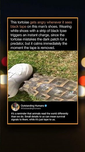 This tortoise gets angry whenever it sees tape on this man's shoes.