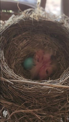 Robin nest