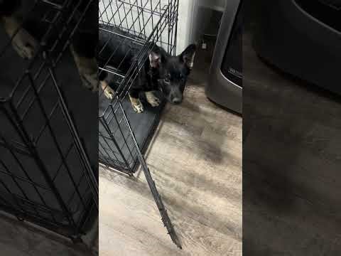 🐾Kennel Training for dogs 🐾