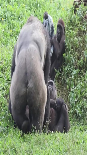 #AnimalPlanet #EarthFocus #WildlifeAddict #NatureGram #AnimalVideo