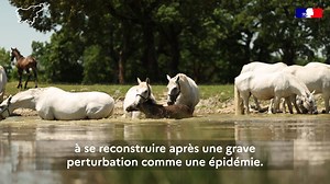 [ ♻️ Atouts verts des équidés ] Les chevaux et ânes présentent des atouts environnementaux uniques liés à la transition écologique. 🧬 Le maintien et la conservation des races permet de sauvegarder un patrimoine local et permet de contribuer à la diversité génétique et morphologique, qui sont indispensables à la résilience de la population équine. 👉 Cette vidéo fait partie d’une série de trois mini-films sur les atouts environnementaux des équidés, on en présente d'autres très prochainement ! �
