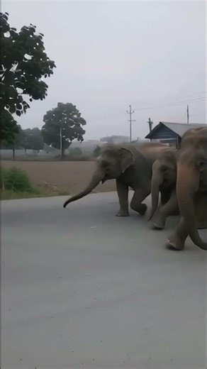 Asiatic Elephant #AsiaticElephant #ElephantOfNepal #WildlifeNepal #SaveElephants #HumanElephant