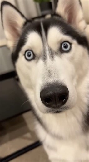 Tiny Husky Pops Out… Then INFLATES Into a Full-Size Husky 💀🐶 #dog #husky #funny #lol #viral #pet