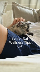 ✨ Caring for Your Senior Feline Friend: Wellness Tips Pt. 1! ✨ As...