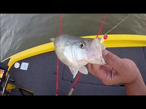 GARMIN LIVESCOPE VS HUMMINBIRD 360 Crappie Fishing.