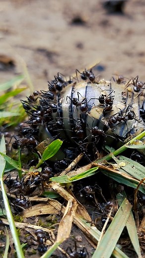 24K views · 19 reactions | Ants eating a dead insect 6728d #nature #wildlife #Insects | Primi Studios | Facebook