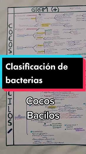 Clasificación de bacterias: Cocos y Bacilos Explicados