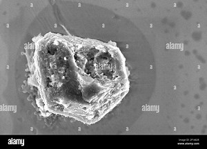 KRT US NEWS STORY SLUGGED: SPACEDUST KRT PHOTOGRAPH BY NASA (April 11) An electron microscope photograph of a "presolar grain" of dust, older than our solar system, which came to earth inside a meteorite billions of years ago. (Photo by KRT) NC KD BL 2002 (Horiz) (kn) (B&W ONLY Stock Photo - Alamy