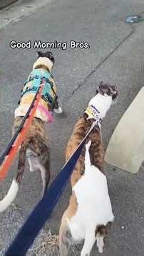 ☀️朝散歩兄弟🐶🐶 #dog #family