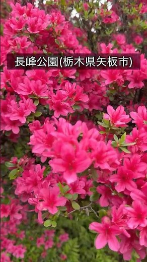長峰公園 ツツジ🌺 栃木県矢板市