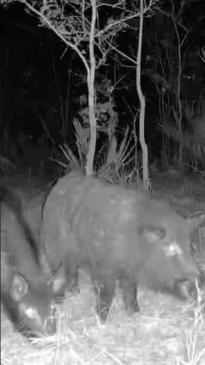 Hogzilla #hogzilla #hog #wildhogs #pig #wildpig #hoghunting #hoghunt #outdoors #tactacam #cellcamera