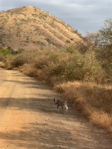 Leopard Hunting Adventures in Kenya's Safari