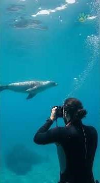How Seals Nap Underwater
