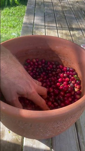 CAPE Australia - Zentveld's hand coffee pulper in action