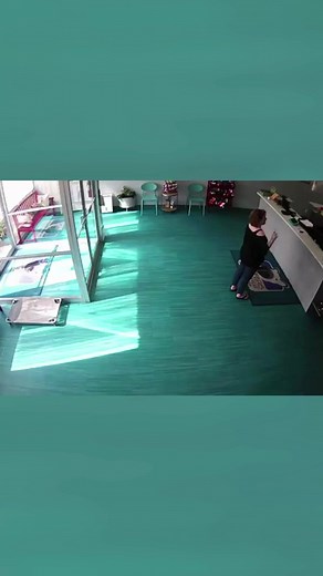 WATCH: Surveillance video caught a vehicle smashing through the front office of a dog day care center. Thankfully, no person or dog was injured. #car #doggydaycare #dog #daycare #crash #caughtoncamera #maryland | WNEMTV5news