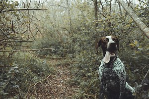 German Shorthaired Pointer Muzzles: Combining Safety with Comfort - Dog Muzzle