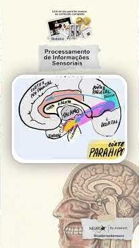 Córtex Somatossensorial