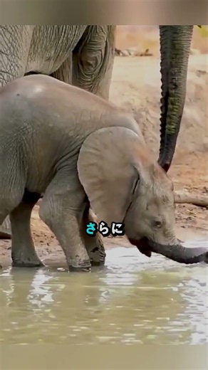 ゾウの赤ちゃん、鼻に困惑する姿が可愛すぎる！🐘🥰