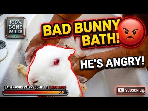 Don’t Bathe Your Bunny Until You Watch This