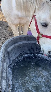 Zeus feels the same way we do about cold water! I had just chopped out all of the ice and was getting ready to fill it, when he came for a drink. His expression says it all! We have all the water lines and electric lines in for automatic heated water, but are awaiting a grant for the waterers and their installation. | The Barnyard Sanctuary