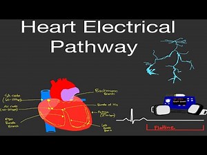 Physiology: Heart Electrical Pathway [EASY!!] (SA Node, AV Node, Bundle His, Purkinje Fibers, etc.)