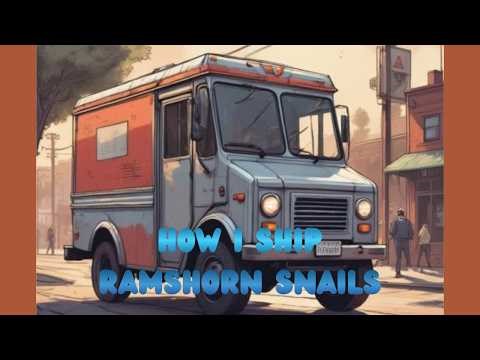 How I Ship Ramshorn Snails