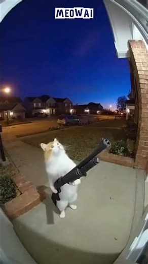 Crazy Cat🤣. #shorts #cat #funny