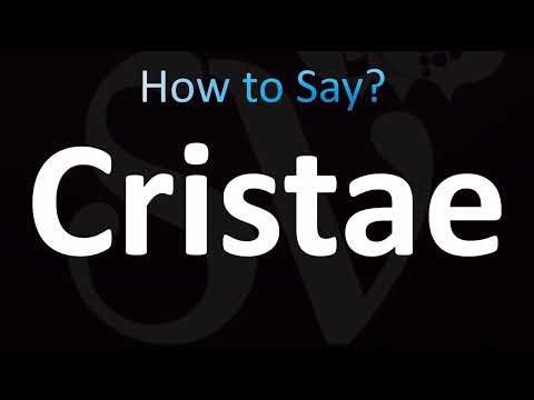 How to Pronounce Cristae (CORRECTLY!)