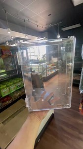 Hatchling Phelsuma klemmeri Herpcult bioactive build #reptileshop #tucson #arizona #bioactive #phelsuma #phelsumaklemmeri #daygecko #livingvivarium #plantedtank #isopods #bioactivebuild #reptiles #tutorial #smallbusiness #geckos | Ever Evolving Exotics