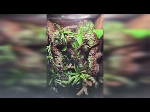 Building my first Naturalistic Bioactive Paludarium for a Green Tree Python - DIY