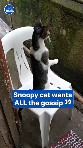 Oooo they’re fighting 👀 | Daily Mail Video